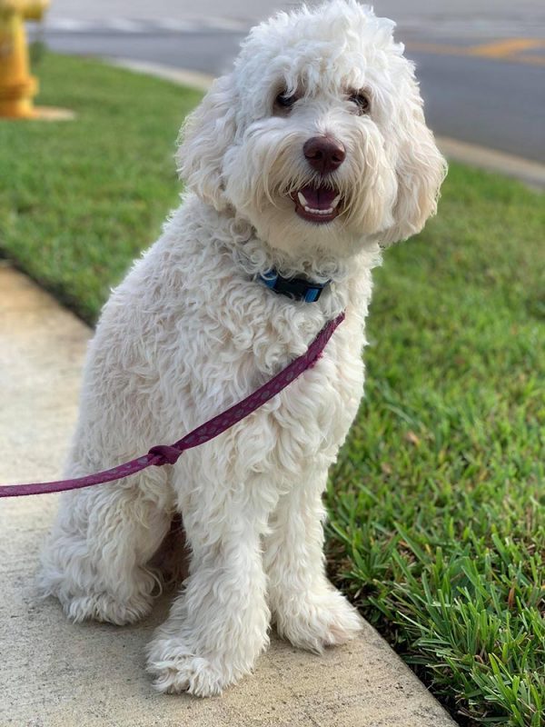 A white doodle sitting calmly beside its owner on a loose leash