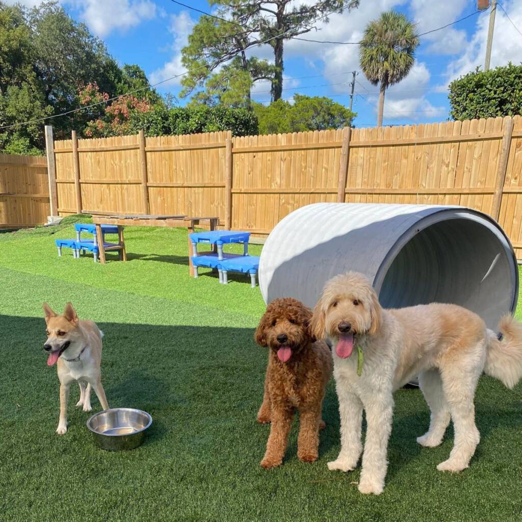 Two doodles standing by a play tunnel in the training yard